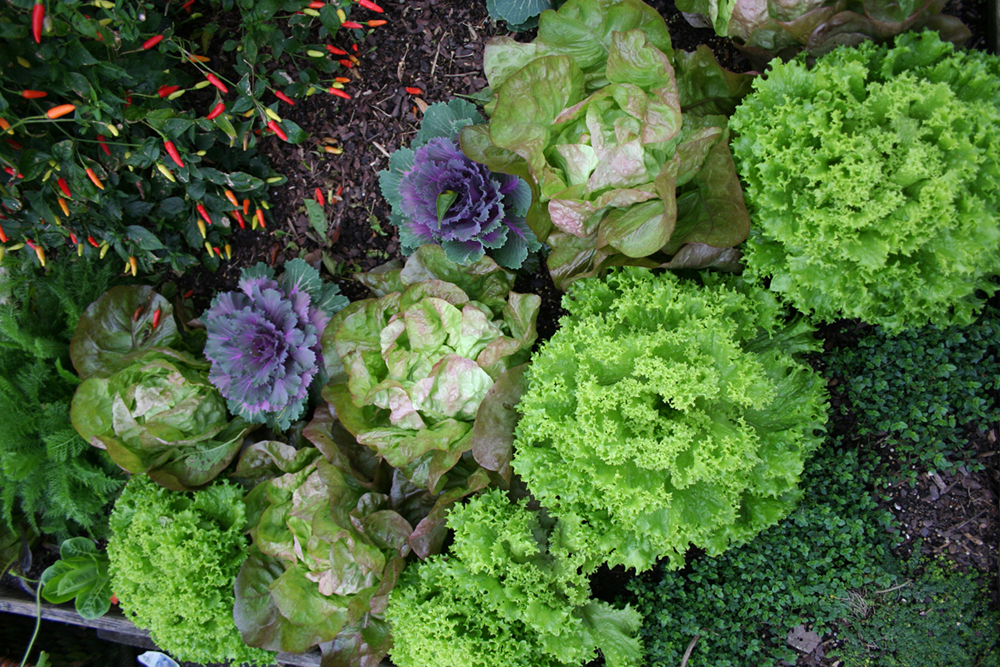 Edible Landscaping: Ornamental Plants You Can Eat