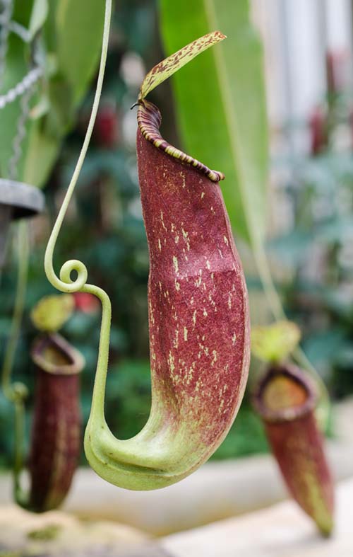 Pitcher plant of the Nepenthes species