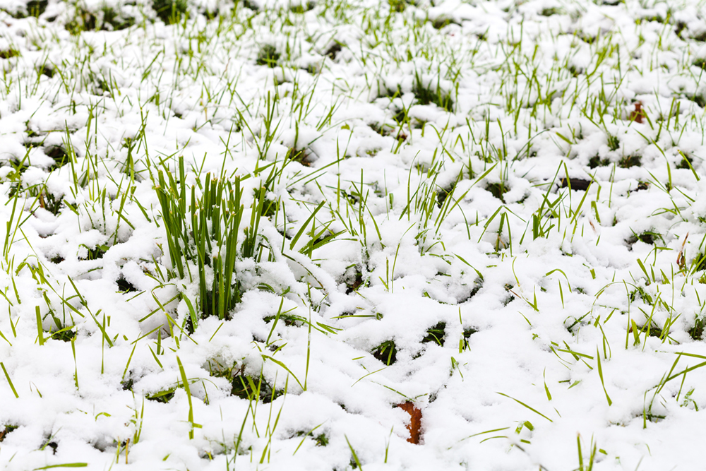 Winter Lawn Care for Every Type of Yard