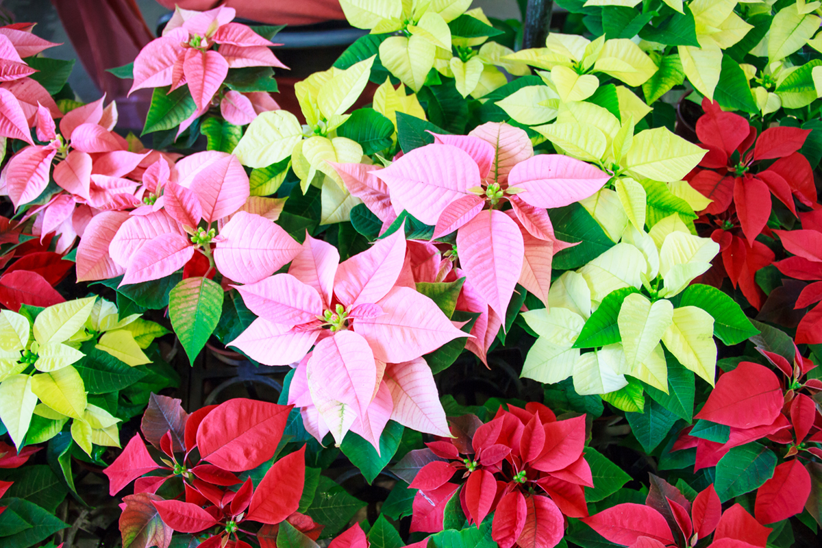 a-quick-guide-to-holiday-houseplants