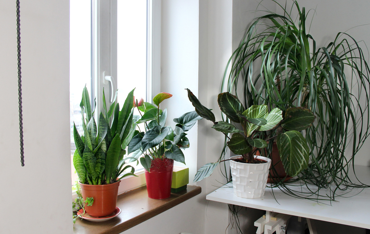 What Your Houseplants Need to Make It Through Winter