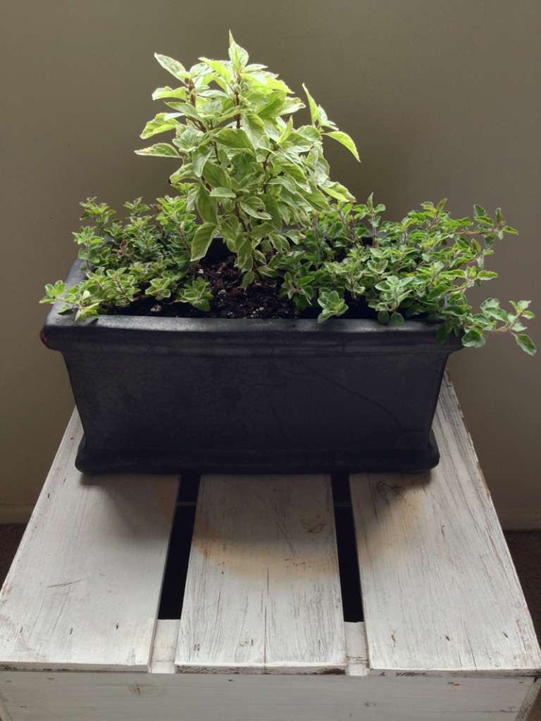 Secrets To A Thriving Indoor Herb Garden