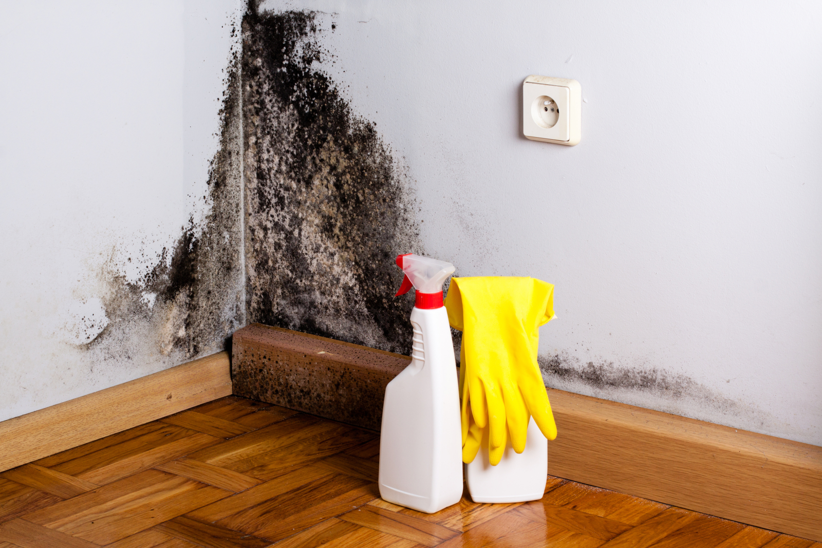 Mold Removal How To Get Rid Of Black Mold Zillow Digs