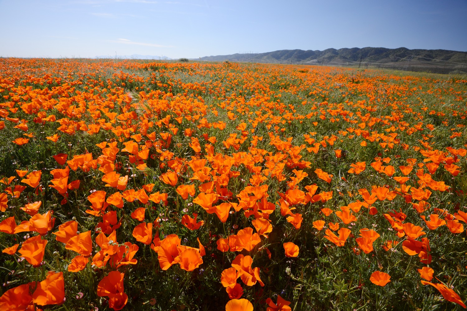 Antelope Valley, Lancaster, CA