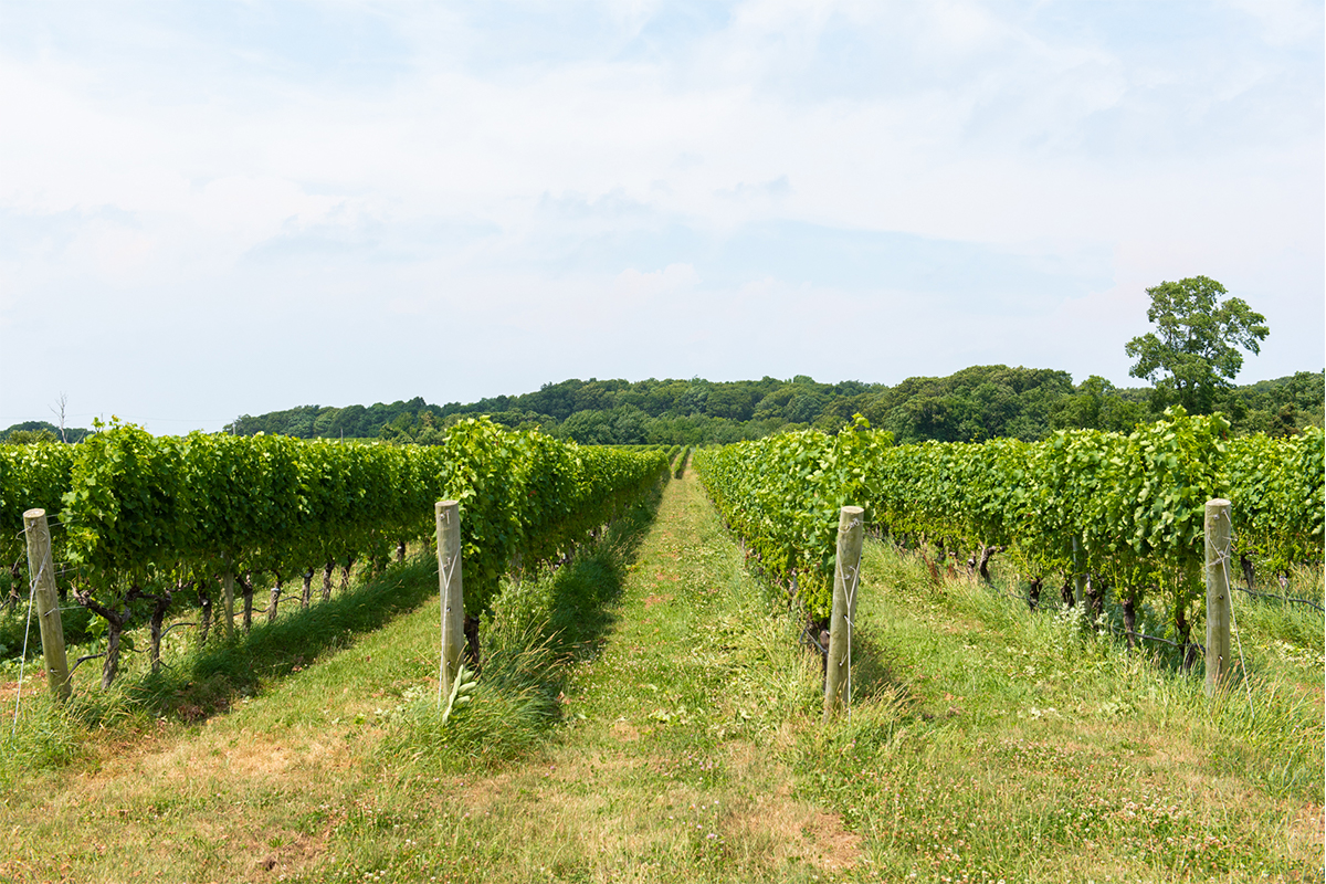 image of macari vineyards