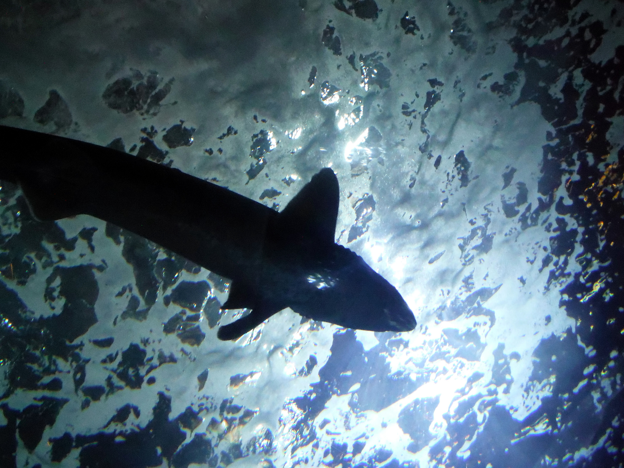 Image of Shark NYC