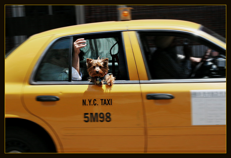 Image of dog taxi
