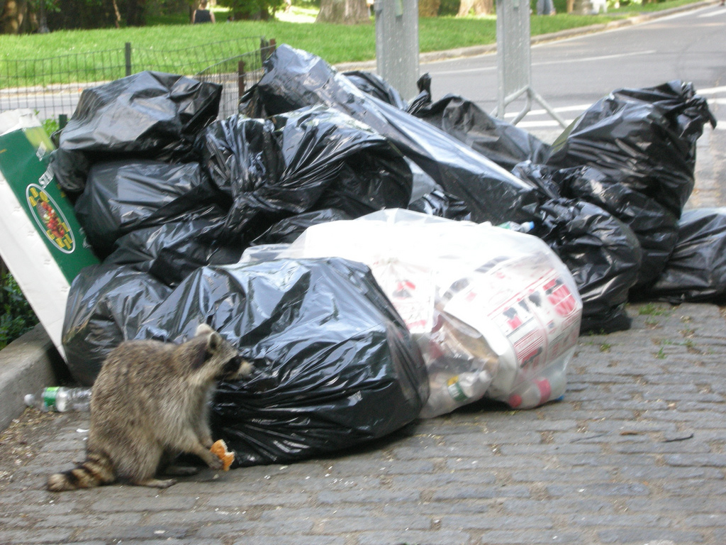 Image of Raccoon in NYC Trash