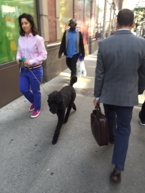 Big dog on 5th avenue