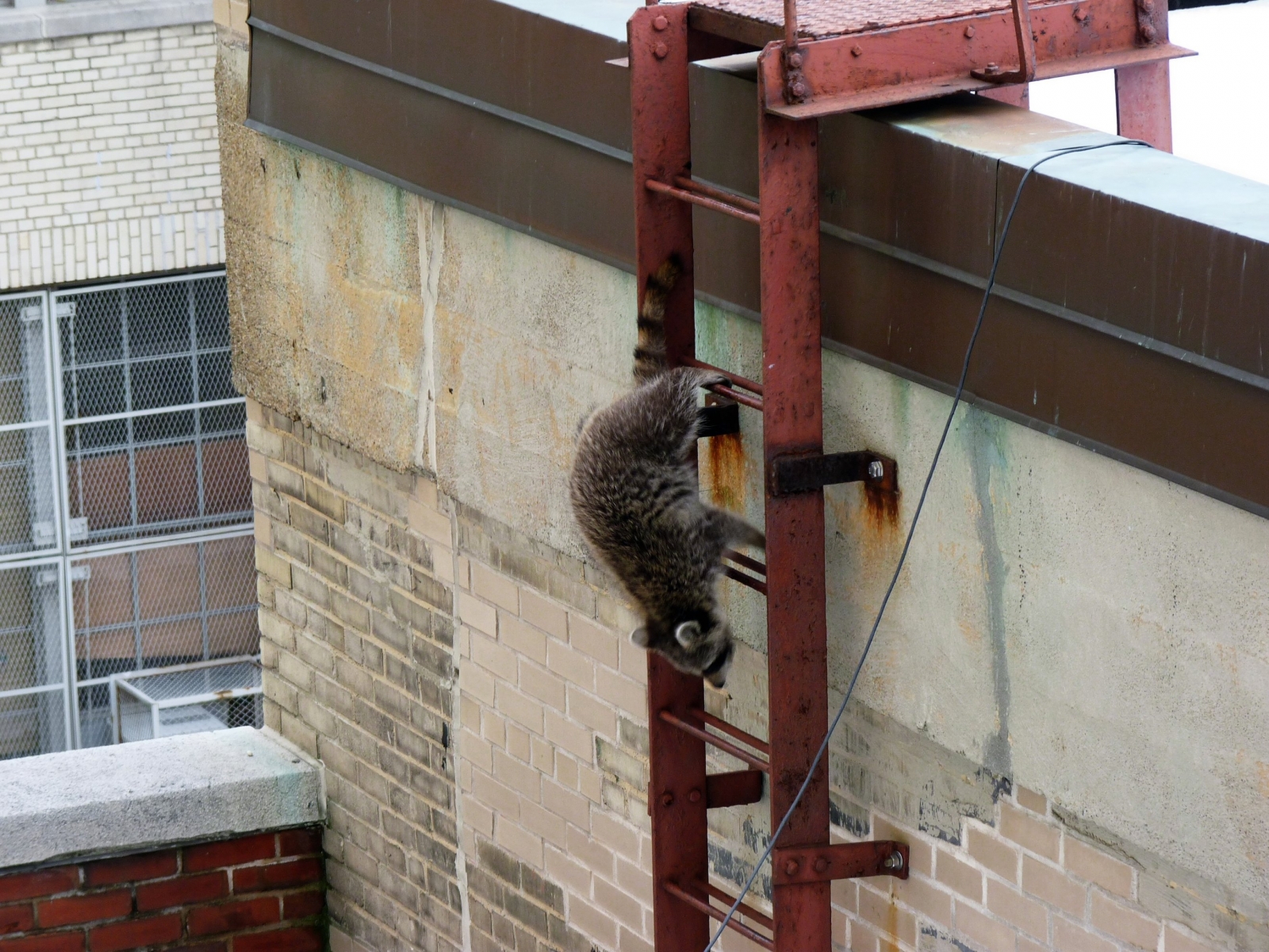 Image of Raccoons Brooklyn Fire escape