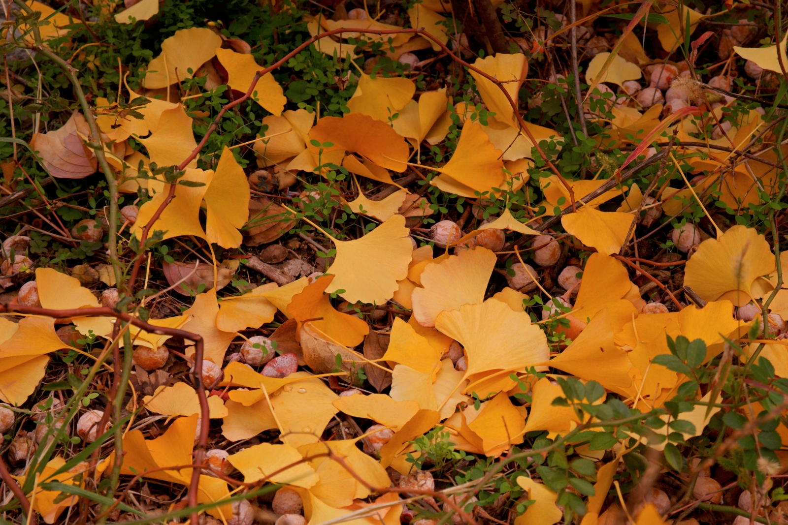 Image of Fall in NYC gingko tree
