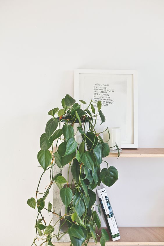 Heart-leaf philodendron