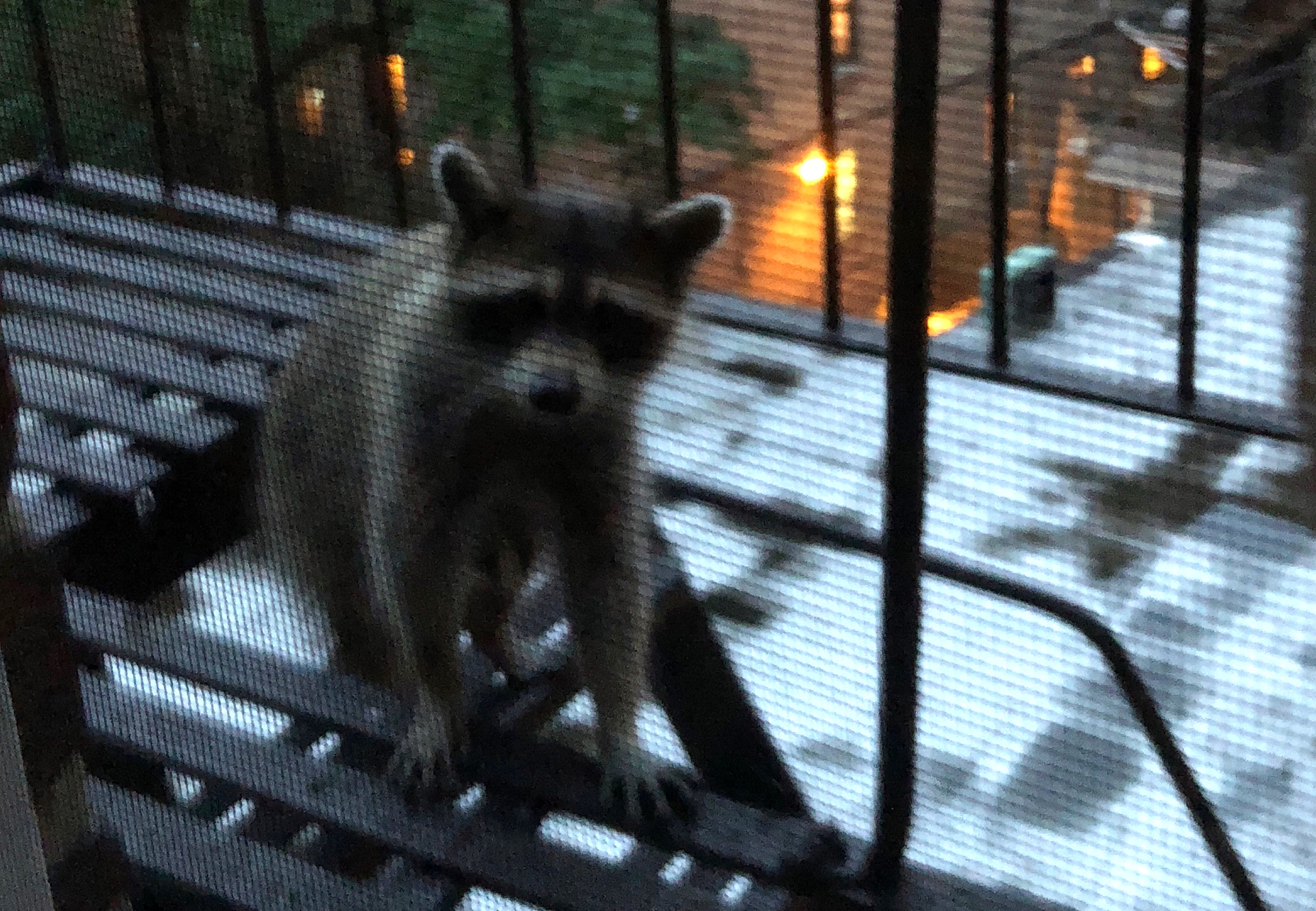 Image of Raccoons in NYC fire escape