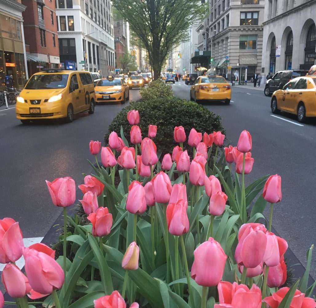 #streeteasyfinds spring tulips