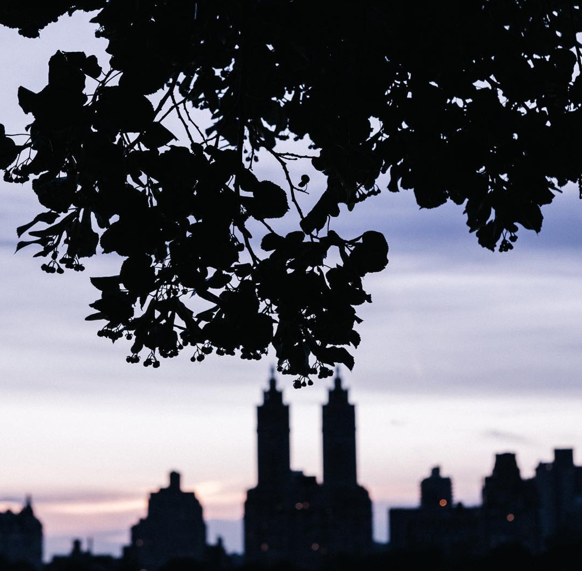 photo of a tree and apartment buildings in new york city