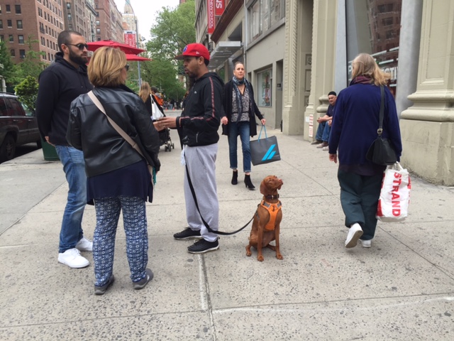 dog on sidewalk