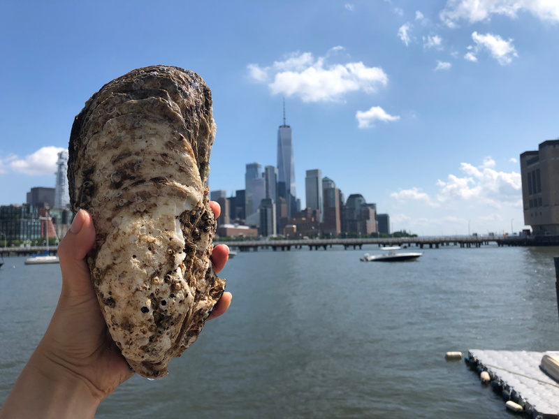 Image of Giant Oyster East River