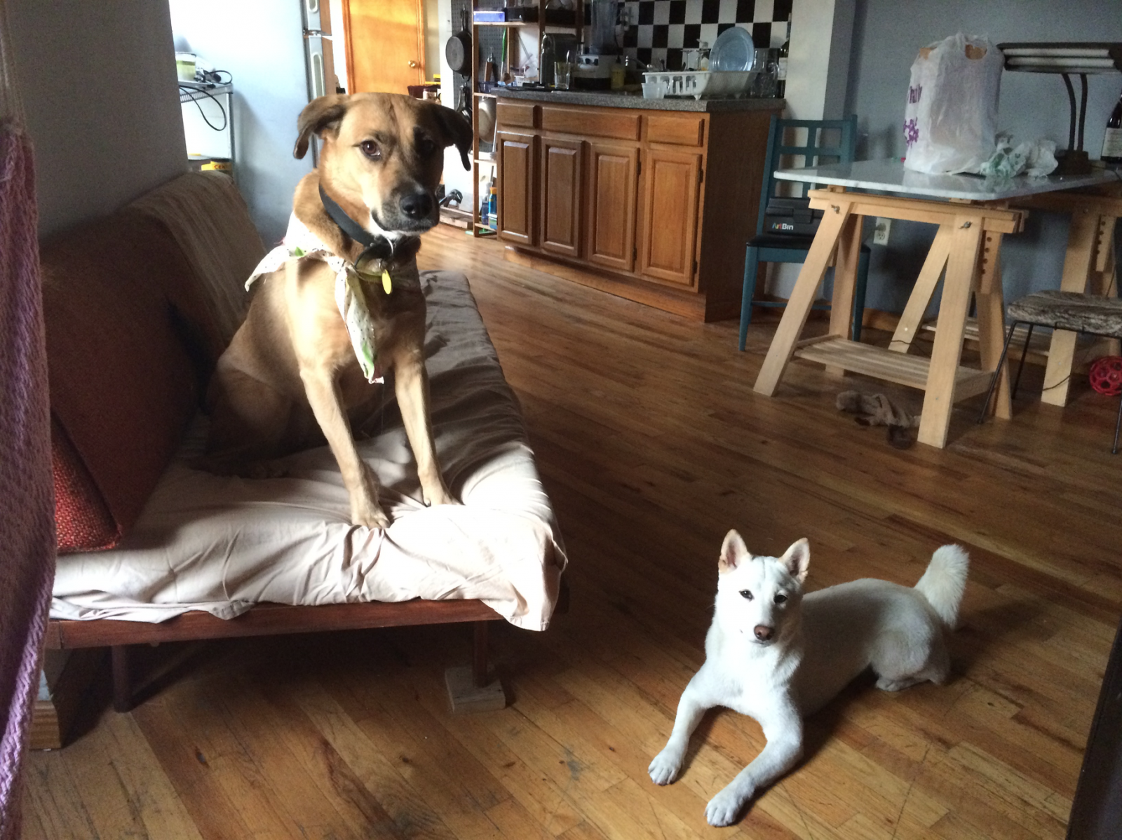 Photo of dogs in Michael Groth's Greenpoint apartment