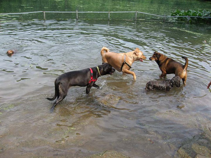 image of dogs at dog beach in prospect park