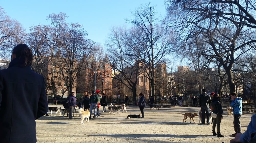 image of dogs at Tompkins Square Dog Run in Manhattan, New York