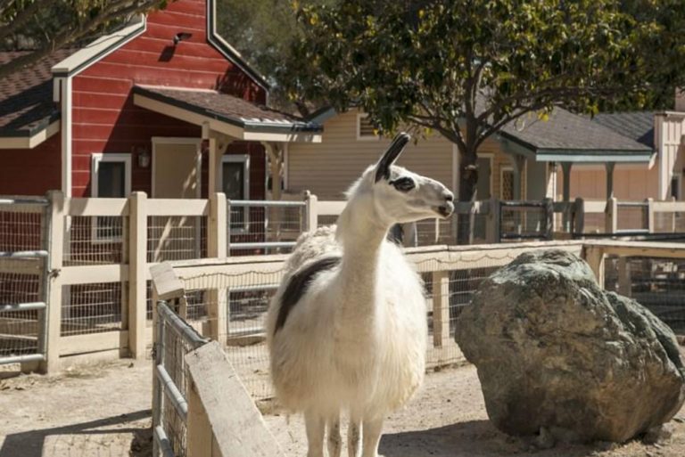 Risultati immagini per neverland ranch zoo